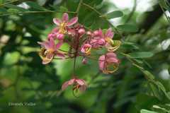 Cassia renigera